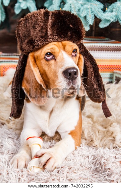 dog hat with ear flaps