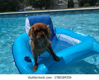 Dog With Hat On Floatie