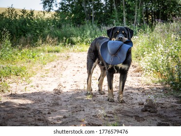 Dog With A Hat On His Teeth On Road In The Woods. Missing Person.