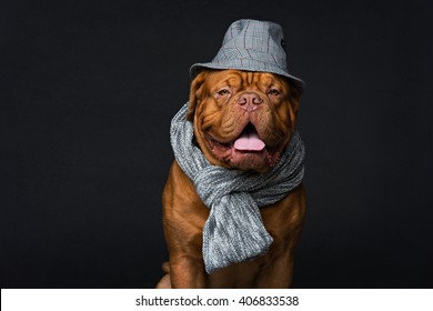 Dog In Hat And Scarf