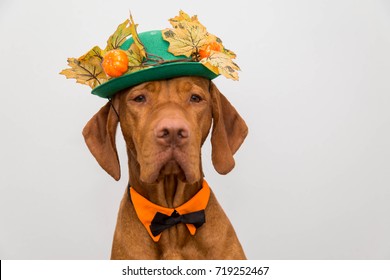 Dog In Hat For Thanksgiving