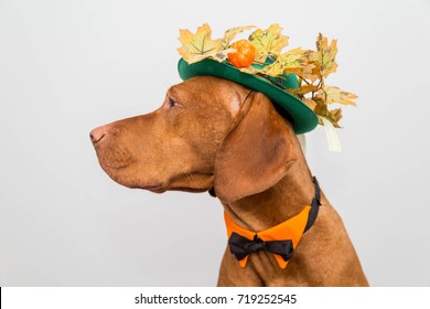 Dog In Hat For Thanksgiving