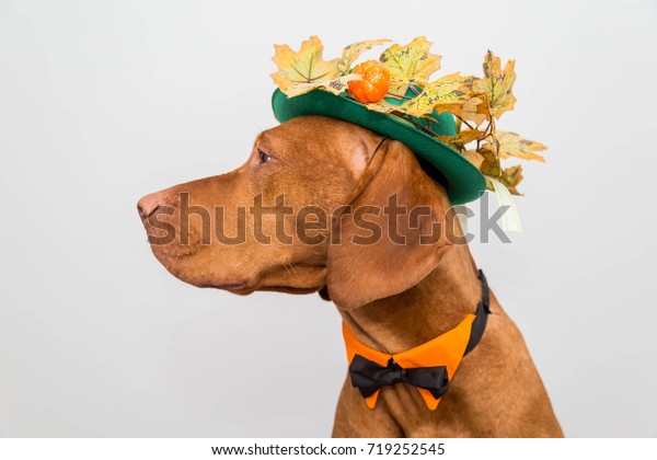 Dog Hat Thanksgiving Stock Photo 