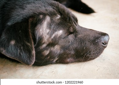 Dog Have Yeast Infection On Skin. The Dog Is Sleeping Because Of Discomfort