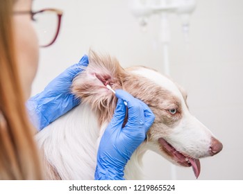 Dog Having Ear Examination At Veterinary Clinic