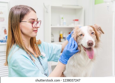 Dog Having Ear Examination At Veterinary Clinic.