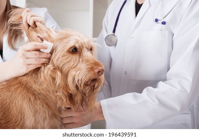 Dog Having Ear Examination At Veterinary Clinic