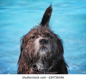  A Dog Having Fun At A Local Public Pool 