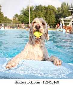 A Dog Having Fun At A Swimming Pool