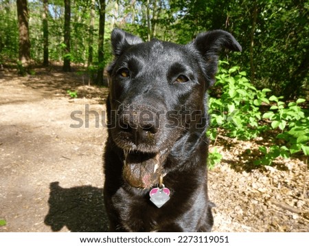 The dog is having a fun time