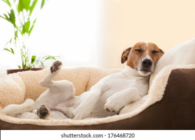 dog having a relaxing siesta in living room