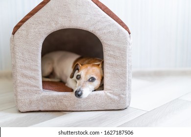 Dog Having Rest In Pet House. Relaxed Comfortable Dog Time.