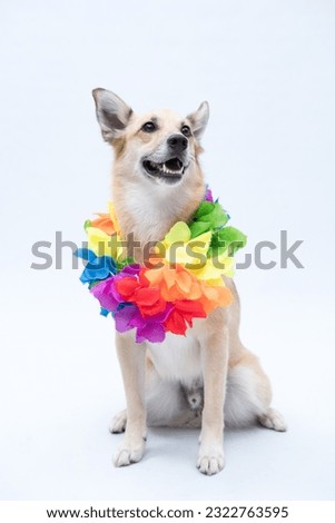 dog with Hawaiian flower necklace and sunglasses
