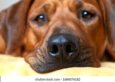 Dog Head Close Up Dog Nose Rhodesian Ridgeback 