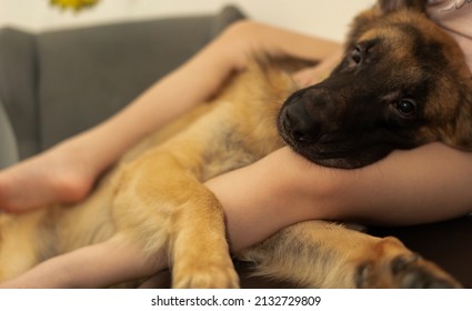 Dog Head On Owner Lap