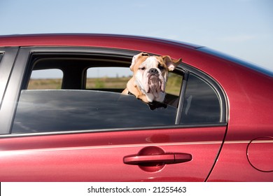 Dog With Head Out Window Moving Car Motion