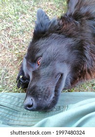 Dog Head Resting Almost Fall Asleep