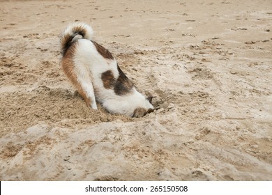 Dog Head In Sand Beach Like Ostrich Shame And Fear