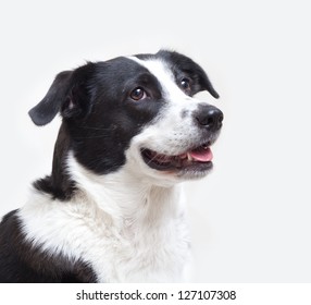 Dog Head Shot Isolated On White