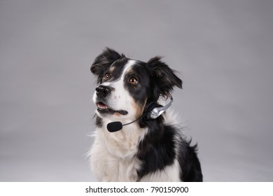 Dog And Headphones