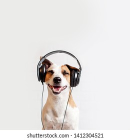 Dog in headphones listening to music