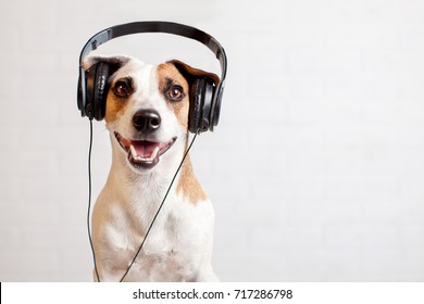 Dog in headphones listening to music. Happy pet