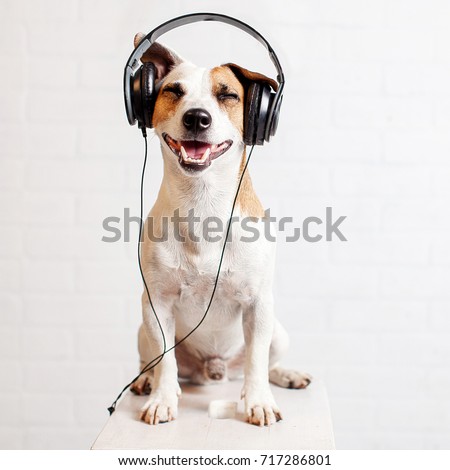 Dog in headphones listening to music. Happy pet
