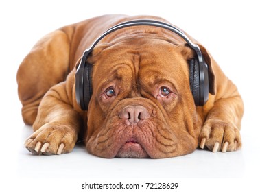 a dog in headphones is listening to the music. isolated on a white background