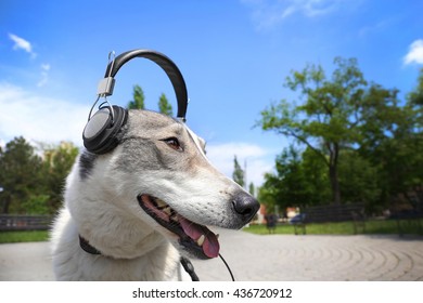 Dog In Headphones In The Park