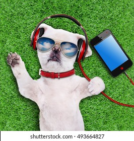 Dog headphones wearing sunglasses relaxing in the grass.