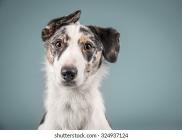 Dog Headshot On A Blue Background