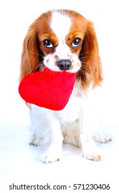 Dog With Heart. Cavalier King Charles Spaniel Valentine 's Day Illustration. Plush Red Heart With Spaniel Puppy.  Happy Valentine's Day!  Valentines Day Dog Concept. Blenheim Cavalier Puppy In Studio.