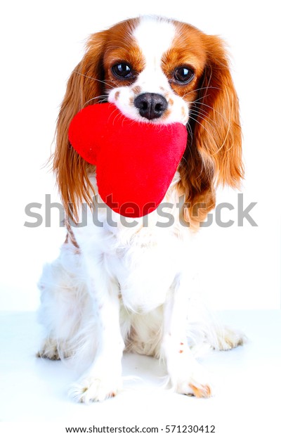 cavalier king charles spaniel plush