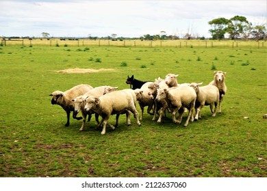 Dog Herding Sheep In An Australian Farm