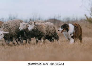 Dog Is Herding Sheep In The Village