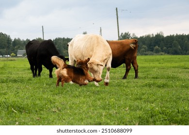 dog herds cows on a lush green pasture under a cloudy sky, demonstrating the bond between animals on an organic farm. - Powered by Shutterstock