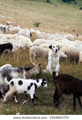 The dog herds sheep on the farm. Hills landscape with grazing sheep flock. Sheep Dog guarding his flock of sheep
