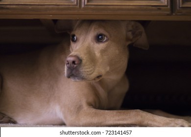 Dog hides under coffee table from thunder outside.
