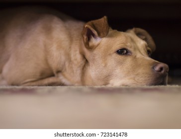 Dog Hides Under Coffee Table From Thunder Outside.