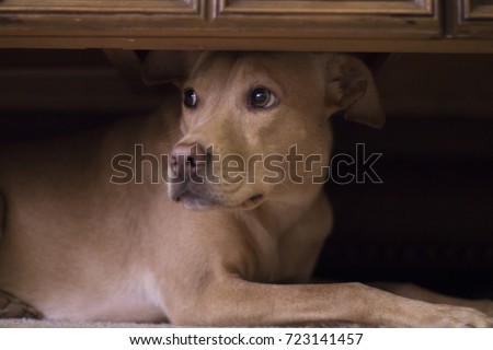 Dog hides under coffee table from thunder outside.