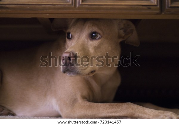 犬は外の雷からコーヒーテーブルの下に隠れる の写真素材 今すぐ編集