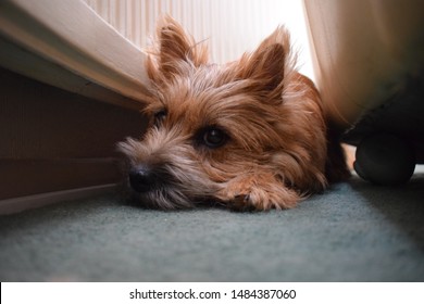 Dog Hiding Behind A Chair