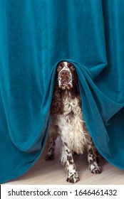 The Dog Is Hiding Behind The Curtains And Is Afraid To Go Out. The Concept Of Dogs Anxiety About Thunderstorm, Fireworks And Noises. Pets Mental Health, Excessive Emotionality, Feelings Of Insecurity.