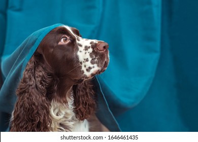 The dog is hiding behind the curtains and is afraid to go out. The concept of dogs anxiety about thunderstorm, fireworks and noises. Pets mental health, excessive emotionality, feelings of insecurity. - Shutterstock ID 1646461435