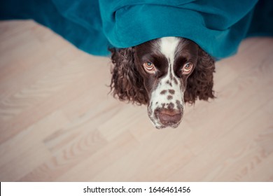 The dog is hiding behind the curtains and is afraid to go out. The concept of dogs anxiety about thunderstorm, fireworks and noises. Pets mental health, excessive emotionality, feelings of insecurity. - Shutterstock ID 1646461456