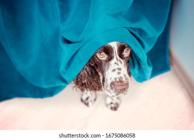 The Dog Is Hiding Behind The Curtains And Is Afraid To Go Out. The Concept Of Dogs Anxiety About Thunderstorm, Fireworks And Noises. Pets Mental Health, Excessive Emotionality, Feelings Of Insecurity.