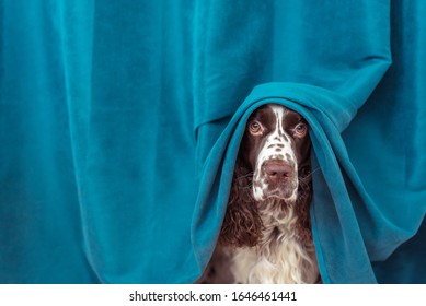 The Dog Is Hiding Behind The Curtains From The Owner, Because It Ruined His Household Things. Concept Of Self Quarantine At Home As Preventative Measure Against Virus Outbrea, Stay At Home, Safe.