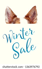 Dog Hiding Behind Sign With Text Winter Sale, Concept Dog Food And Discounts