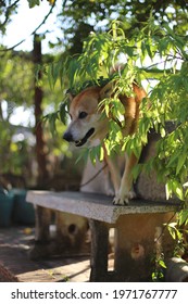 A Dog Hiding Behind The Tree