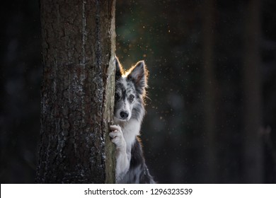 The Dog Is Hiding Behind A Tree. Border Collie In The Woods In Winter. Walk With Your Pet, Travel